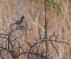 Black-throated Sparrow